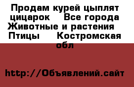 Продам курей цыплят,цицарок. - Все города Животные и растения » Птицы   . Костромская обл.